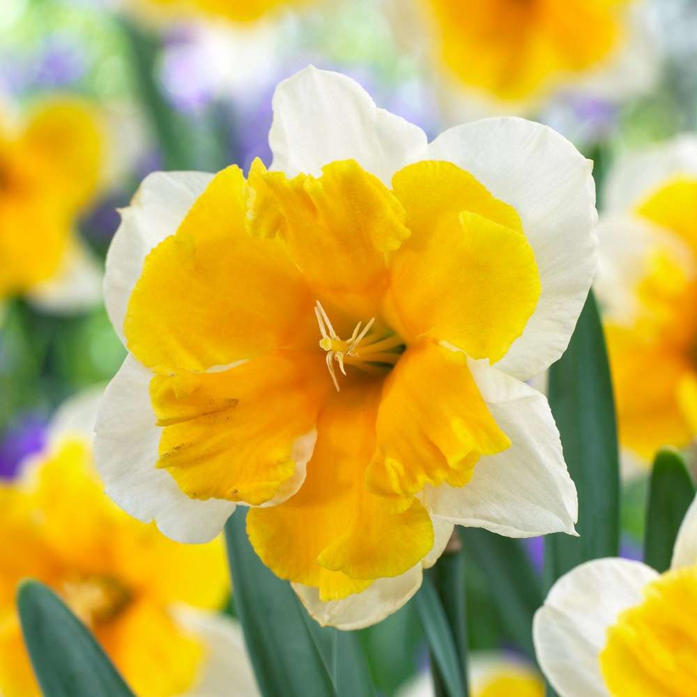 Narcissus 'Orangery'